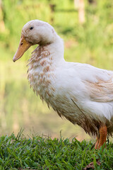 white duck cleaning feathers, duck standing and cleaning itself. animal cleaning itself