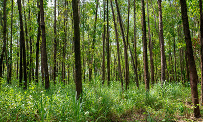 Fototapeta na wymiar Eucalyptus pellita forest in Gunung Kidul, Yogyakarta, Indonesia