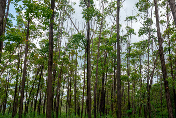 Eucalyptus pellita forest in Gunung Kidul, Yogyakarta, Indonesia