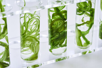 concept of ecology science research biology with seaweed stem or kelp in the laboratory on white...