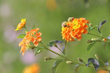 Lantana is a genus of about 150 species of perennial flowering plants in the verbena family, Verbenaceae.	

