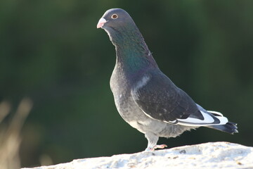 pigeon on the rock on dark background