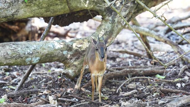 Suni small Antelope species from East Africa on Zanzibar Island Tanzania munching food front view, Handheld medium shot