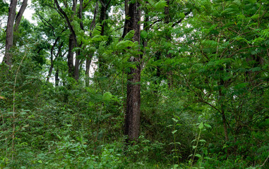 Swietenia macrophylla forest in Gunung Kidul, Yogyakarta, Indonesia