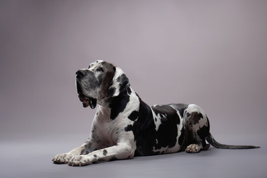 dog on a gray background. Great Dane in a photo studio