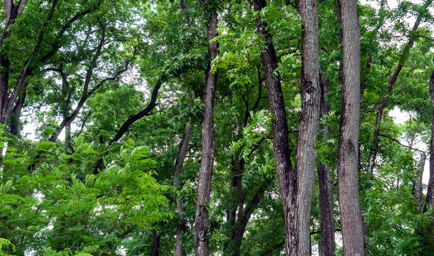 Swietenia macrophylla forest in Gunung Kidul, Yogyakarta, Indonesia