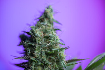 Closeup of Cannabis female plant in flowering - 548152361