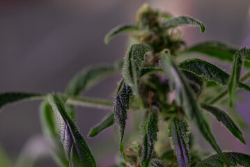 Closeup of Cannabis female plant in flowering phase