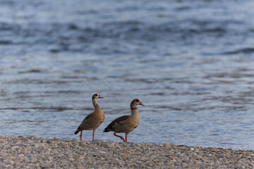Egyptian goose Alopochen aegyptiaca, on the Rhine an invasive species for France