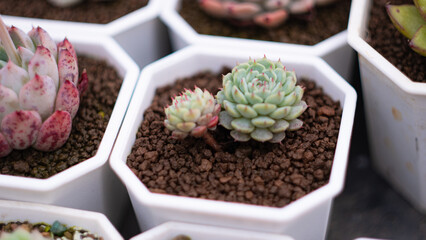 Succulent (Echeveria, crassula, aeonium, cotyledon, lithops, kalanchoe, caudex, etc)