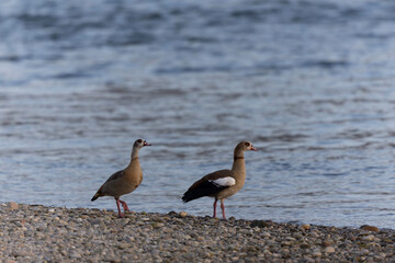 Egyptian goose Alopochen aegyptiaca, on the Rhine an invasive species for France