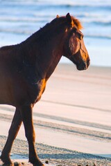 Brown horse on Corova beach in outer banks