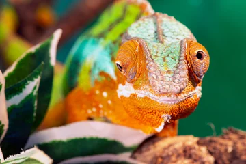 Foto op Canvas cute funny chameleon - chamaeleo kaliptrat on a branch © Iliya Mitskavets