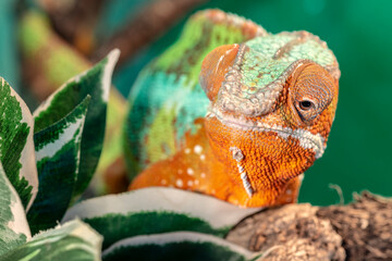 cute funny chameleon - chamaeleo kaliptrat on a branch
