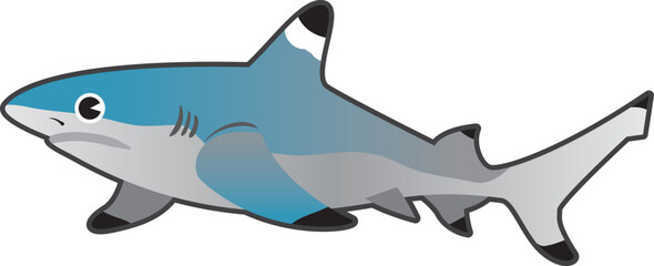 Cute Blacktip shark with two different postures, scientific name Carcharhinus limbatus.