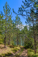 Nature art in one picture. The mountain Stara planina in Serbia.