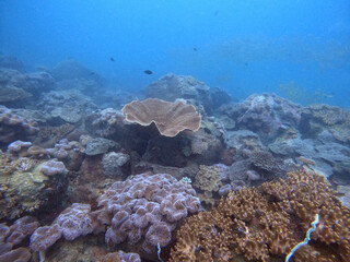 underwater coral reef in tropical water