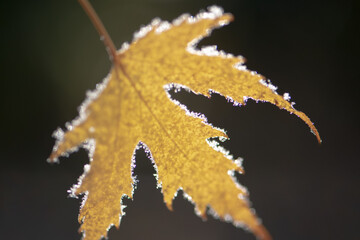 Frost auf Blatt, sonniger kalter Novembertag