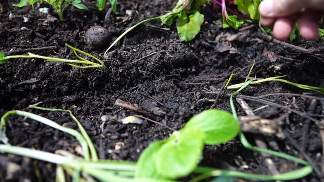 Sowing seeds in a vegetable garden