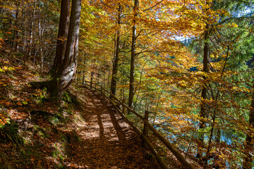 Fototapeta premium Forest path with a wooden fence next to lake Synevyr on a sunny autumn day. West Ukraine