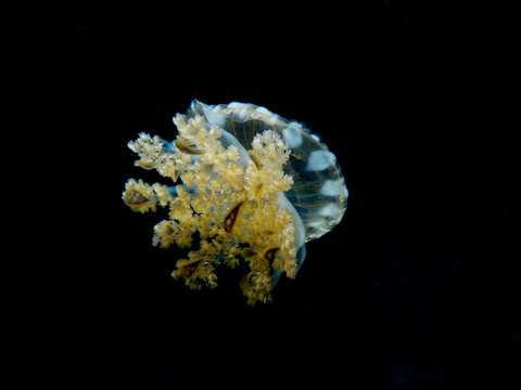 Jellyfish Cassiopeia Andromeda from the island of Cyprus 
