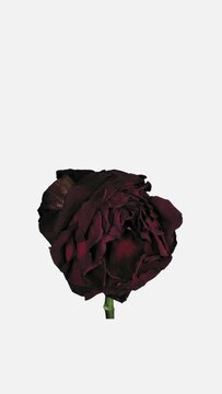 Time lapse of resurrection beautiful Red Naomi rose isolated on white background, vertical orientation