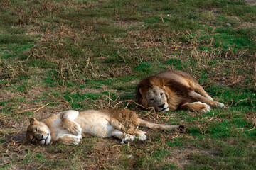 Лев и львица отдыхают. Тайган.