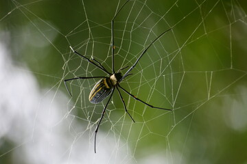 spider on the web