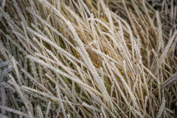 Snow covered winter grass pattern