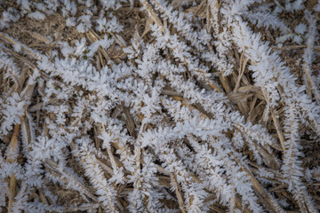 Snow covered winter grass pattern.