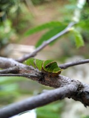 caterpillar on a tree branch