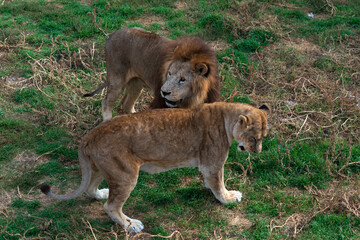 Лев и львица отдыхают. Тайган.