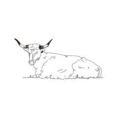 Line drawing of a bull