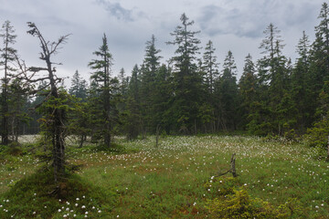 Blooming peat bog under large lake in Jesenik mountains. While plant is Eriophorum vaginatum