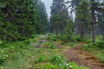 Blooming peat bog under large lake in Jesenik mountains. While plant is Eriophorum vaginatum