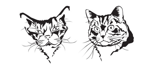 Fototapeta na wymiar Zwei Katzenportraits als Vektoren