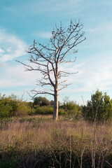 Obraz premium Dry eucalyptus after a forest fire in Galicia. Fires in the Galician forest are a constant in the dry and windy summers of this region of northern Spain.