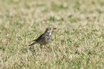 buff bellied pipit in a field