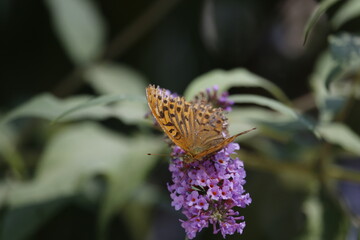 Fototapeta na wymiar Butterfly with flower