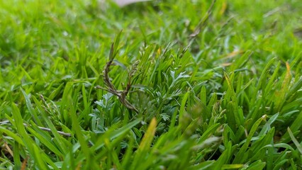green grass background