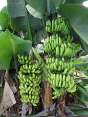 Banana trees with bunch of growing ripe bananas, Indonesian plantation rain-forest background