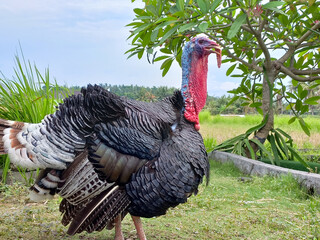 Turkey cock in the field