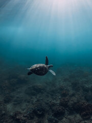 Obraz premium Green sea turtle glides in ocean. Turtle underwater in sea