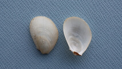 Naklejka premium Seashell of bivalve mollusc fle shell or inflated fileclam, inflated lima (Limaria tuberculata) on a blue background. Place of find: Aegean Sea, Greece, Thasos island
