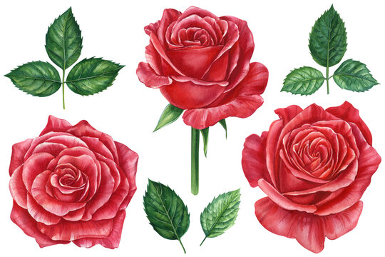 Flowers set. Red rose, beautiful flower on an isolated white background, watercolor illustration, botanical painting