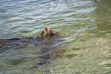 Obraz premium Pair of sea lions swim in the water and kiss.