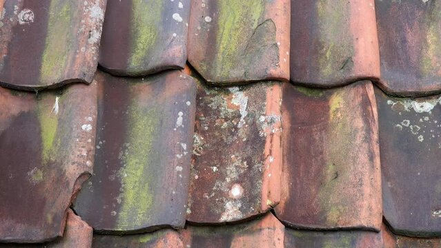 Old roof tiles, aged and weathered, discolored, with green moss, lichen and mold. Texture and pattern of roofing made of terracotta, ceramic or clay.