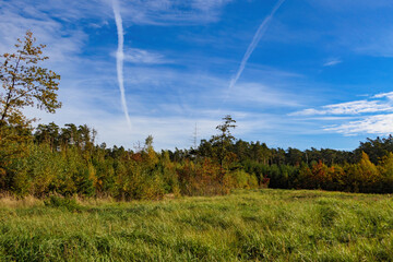 leśny jesienny krajobraz