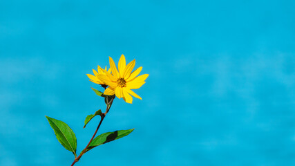 żółty kwiat na niebieskim tle - obrazy, fototapety, plakaty