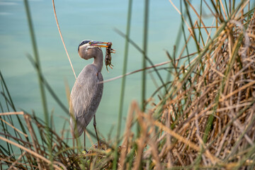 Great blue heron (Ardea cinerea) eating a gopher. Wildlife photography. 